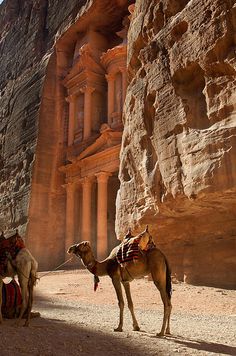 two camels are standing in front of the ancient building