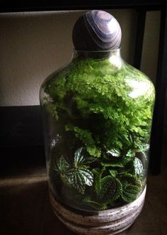 a glass jar filled with green plants on top of a table