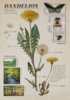 an illustration of dandelion and other plants