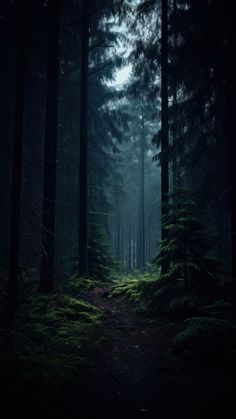 a dark forest filled with lots of trees and tall green plants on the side of it