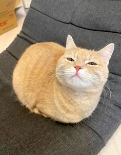 an orange cat sitting on top of a gray chair