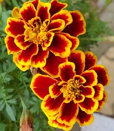 two red and yellow flowers with green leaves