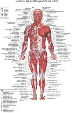 an image of the muscular system