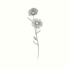 a drawing of two daisies on a white background