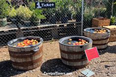 three wooden barrels filled with oranges sitting on top of a dirt ground next to a fence