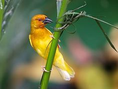 a yellow bird sitting on top of a green plant