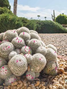 Cactus Landscaping: Vibrant Blooming Garden Pretty Pink Flowers, Blooming Garden, Yellow Fruit, Green Cactus