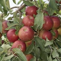 an apple tree filled with lots of red apples