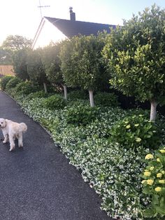 a white dog is standing in the middle of a path between bushes and trees with yellow flowers