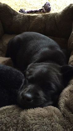 two black dogs sleeping in a dog bed