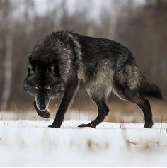 a wolf walking across a snow covered field