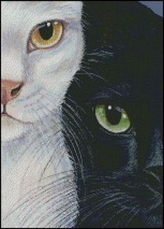 two black and white cats with green eyes