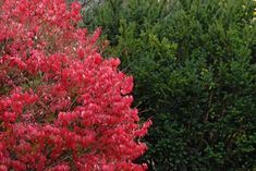 a red tree in the middle of some bushes