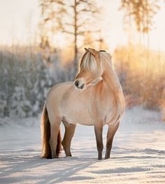 a horse is standing in the snow near trees