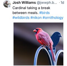 a red bird sitting on top of a metal pole next to another bird with blue wings