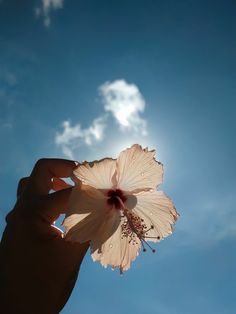 a person holding a flower in front of the blue sky with clouds and sunbeams