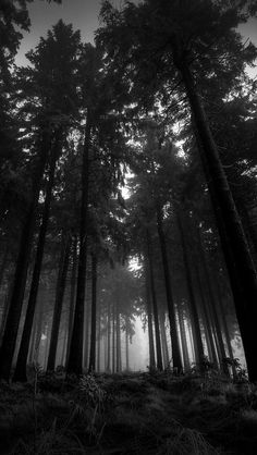 black and white photograph of trees in the woods with foggy sky behind them,