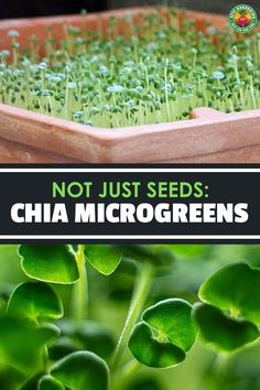 some plants that are growing out of a pot with the words not just seeds chia microgreens