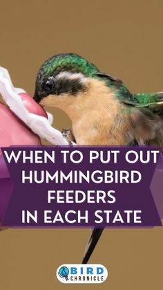 a hummingbird eating from a feeder with the words when to put out hummingbird feeders in each state