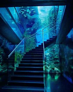 an aquarium with stairs leading up to it