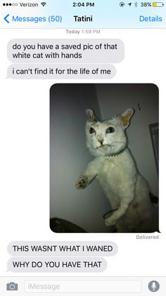 a white cat standing on its hind legs with the caption that reads, do you have a saved pic of that white cat with hands? can't find it for the life of