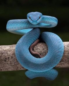 a blue snake is curled up on a branch