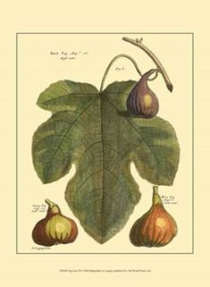 an illustration of figs on a leaf with other fruits and vegetables around them, from the natural history of plants