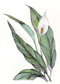 a drawing of a white flower with green leaves