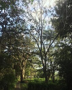 Finding solace in the shade of trees. 💚🧡 The Shade, Trees, Shades