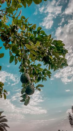 some fruit hanging from a tree with clouds in the sky behind it and palm trees on either side