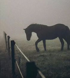 a horse is walking in the foggy grass near a fence on a farm field