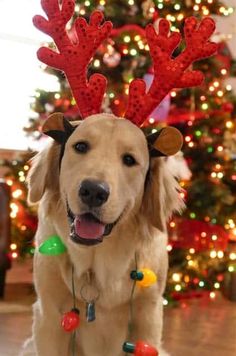 a golden retriever wearing reindeer antlers and christmas lights in front of a christmas tree