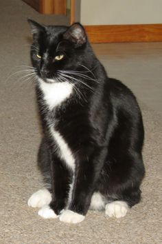 a black and white cat sitting on the floor