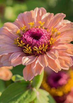 a pink flower with yellow stamens in the center and green leaves around it