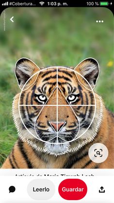 a tiger's face is shown with four squares in the middle