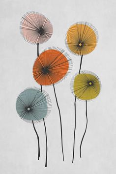 four different colored dandelions on a white background