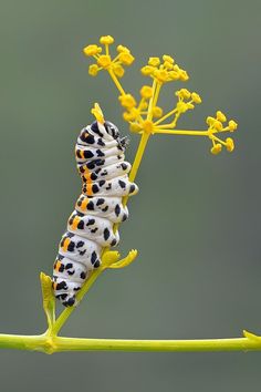 a caterpillar on a plant with yellow flowers