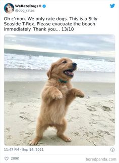 a golden retriever standing on its hind legs in the sand with it's paws up