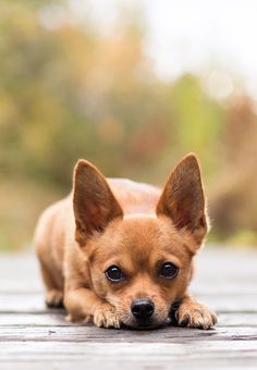 a small brown dog laying down on top of a wooden floor in front of trees