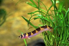 an orange and black striped fish swimming in some water next to green plants on the ground