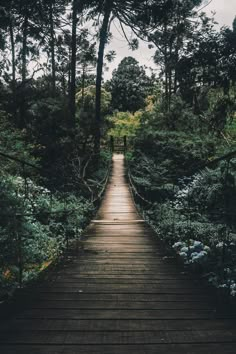 a wooden walkway in the middle of a forest