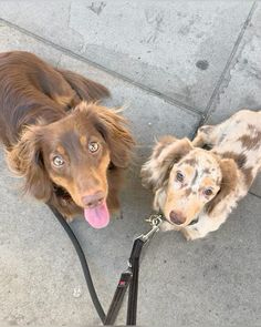 two dogs on leashes looking up at the camera