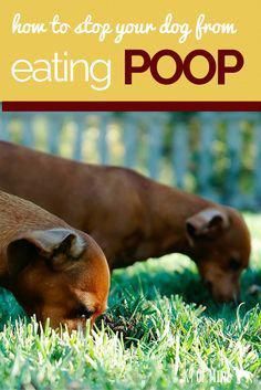 two cows eating grass with the words how to stop your dog from eating poop