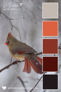 a bird sitting on top of a tree branch with red and brown colors in the background