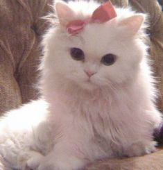 a white cat with a pink bow sitting on a couch