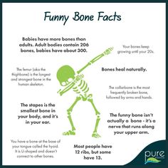 a skeleton with the words funny bone fact on it