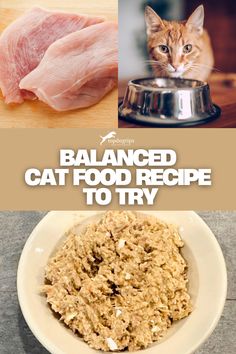 Balanced Cat Food Recipe to Try