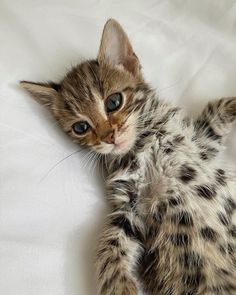 a small kitten laying on top of a white sheet