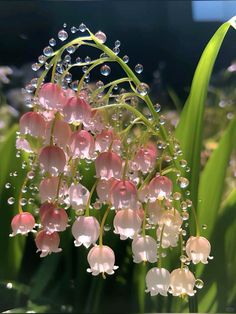 pink and white flowers with water droplets on them