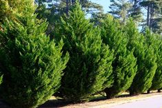 a row of evergreen trees along the side of a road in front of some pine trees